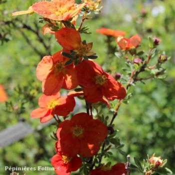 POTENTILLE Red Ace
