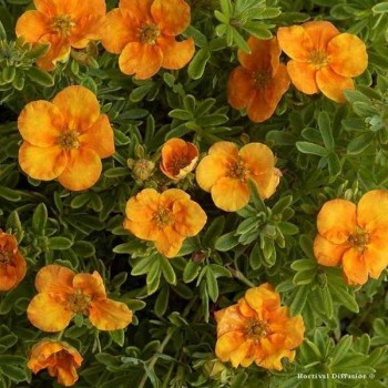 POTENTILLE Tangerine