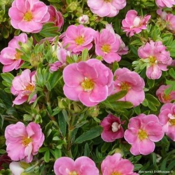 POTENTILLE Pink Paradis ®
