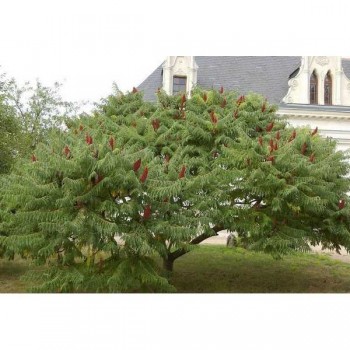 SUMAC de Virginie Découpé
