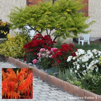 SUMAC de Virginie Tiger Eyes