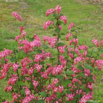 GROSEILLER à Fleurs