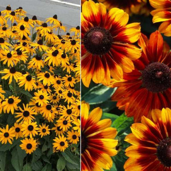 RUDBECKIA varié