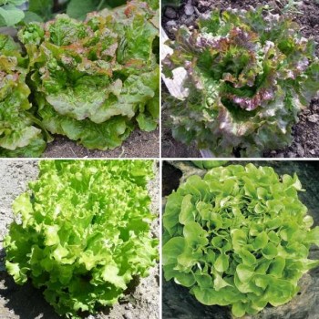 SALADE