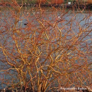 SAULE Tortueux
