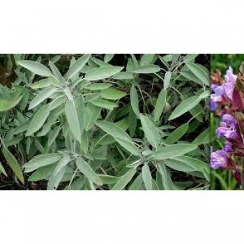 SAUGE officinale