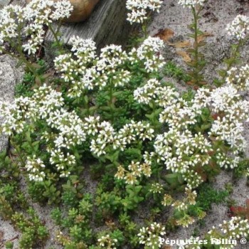 SEDUM Blanc