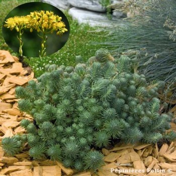 SEDUM Orpin de Forster