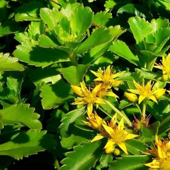 SEDUM Orpin Russe Jaune
