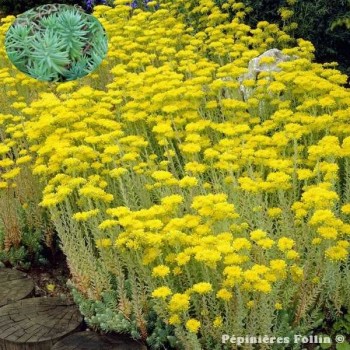 SEDUM Orpin Réfléchi
