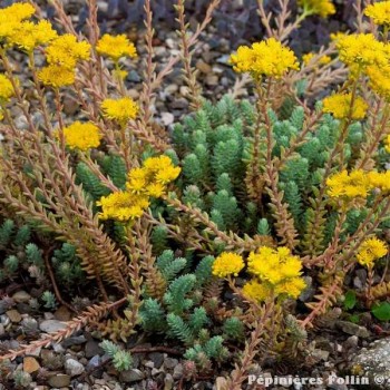 SEDUM Orpin Six Angles