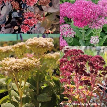 SEDUM Spectabile variés