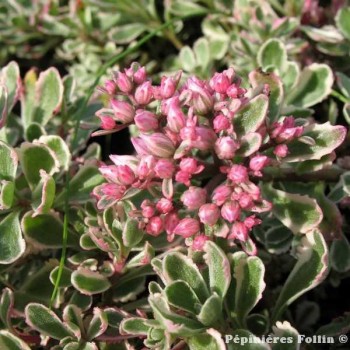 SEDUM D'armenie