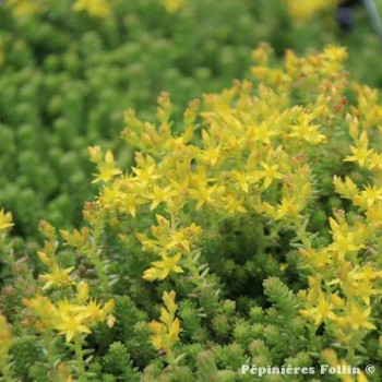 SEDUM Acre Poivre des Murailles