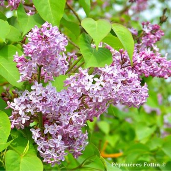 LILAS Commun