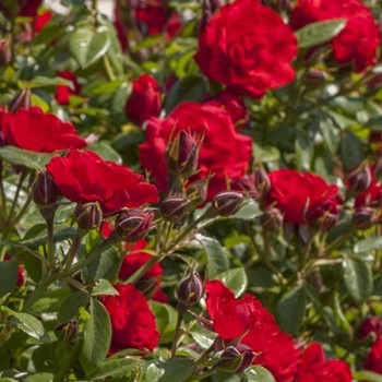 ROSIER Miniature Tilt Symphonie ®