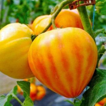 TOMATES Anacoeur