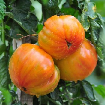 TOMATES Ananas