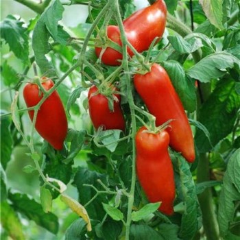 TOMATES Andine Cornue