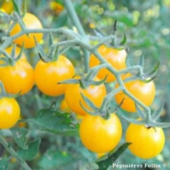 TOMATES Cerise Groseille Jaune