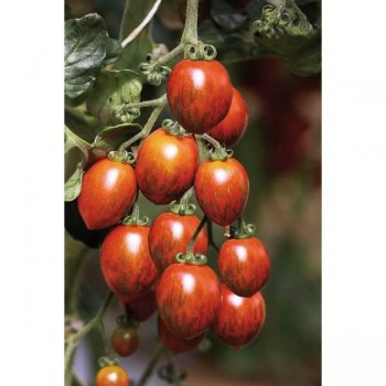 TOMATES Cookie