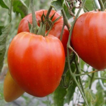 TOMATES Coeur de Boeuf