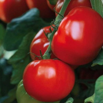 TOMATES Maestria