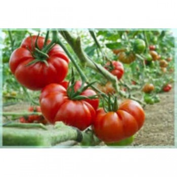 TOMATES Marmande