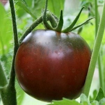 TOMATES Noire de Crimée