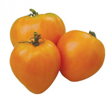 TOMATES Orange Coeur (Oshenherz)