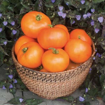 TOMATES Orange Ronde (Wellington)