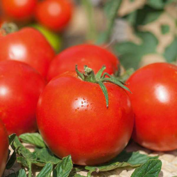 TOMATES Pyros