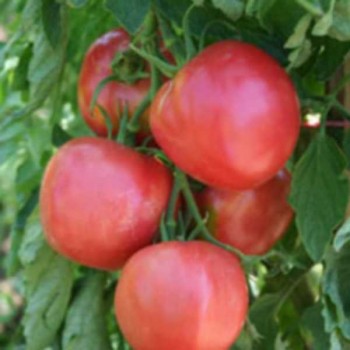 TOMATES Rose de Berne