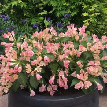WEIGELIA Compact Orange ®