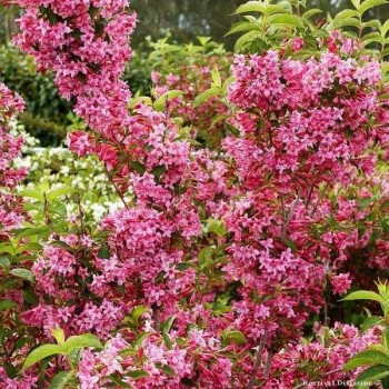 WEIGELIA Stelzneri