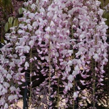 GLYCINE Rose du Japon