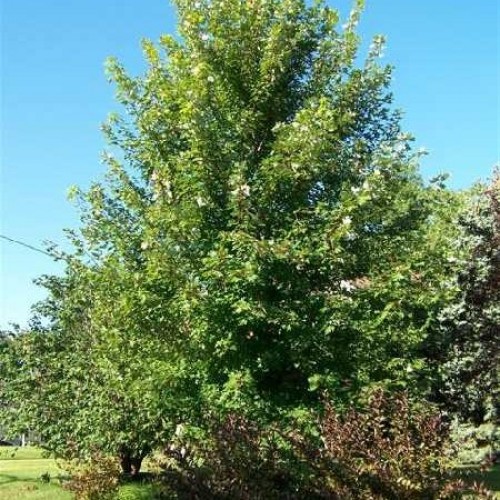 ERABLE Freemanii Autumn Blaze