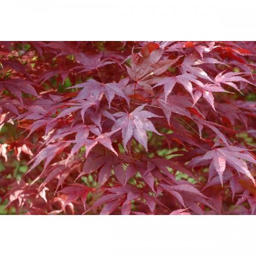 ERABLE Du Japon Atropurpureum