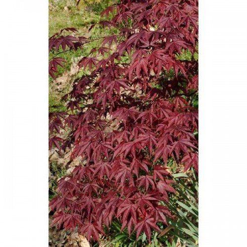 ERABLE Du Japon Bloodgood