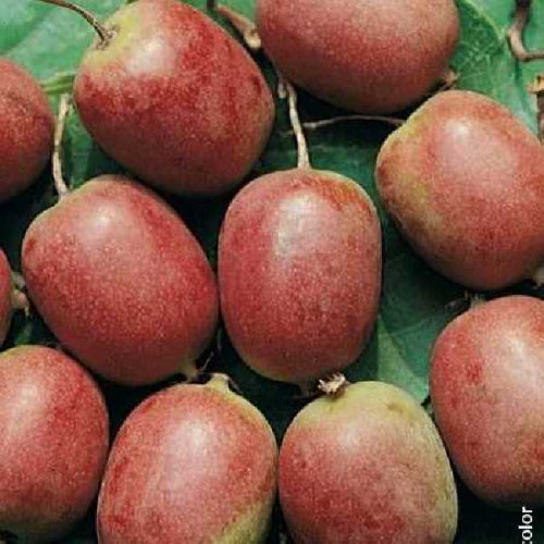 KIWAI Rouge