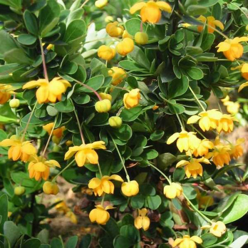 EPINE VINETTE Buxifolia Naine