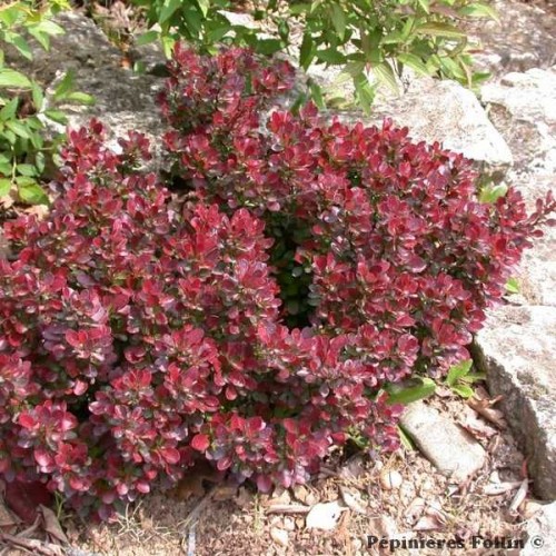 EPINE VINETTE Atropurpurea Nana
