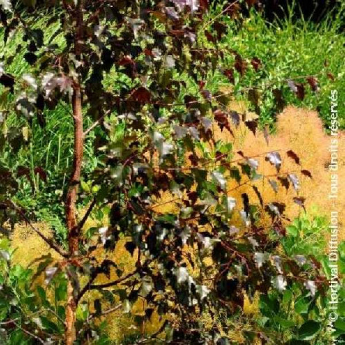 EPINE VINETTE Pourpre