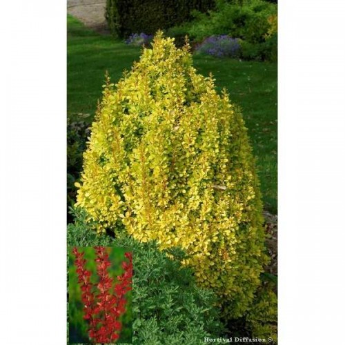 EPINE VINETTE Thunberg Golden Torch