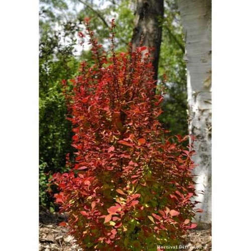 EPINE VINETTE Thunberg Orange Torch