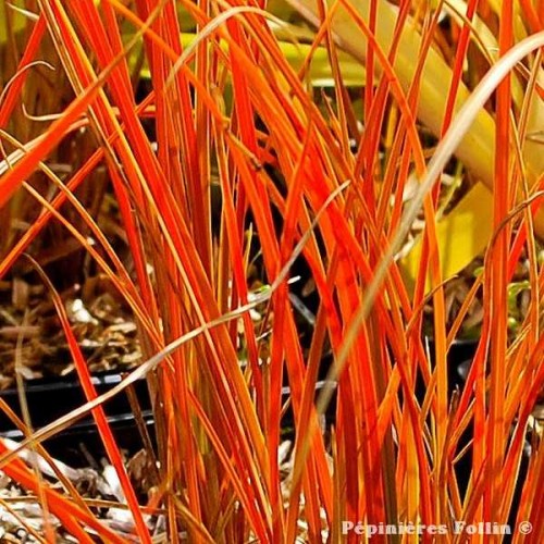 LAICHE Orange