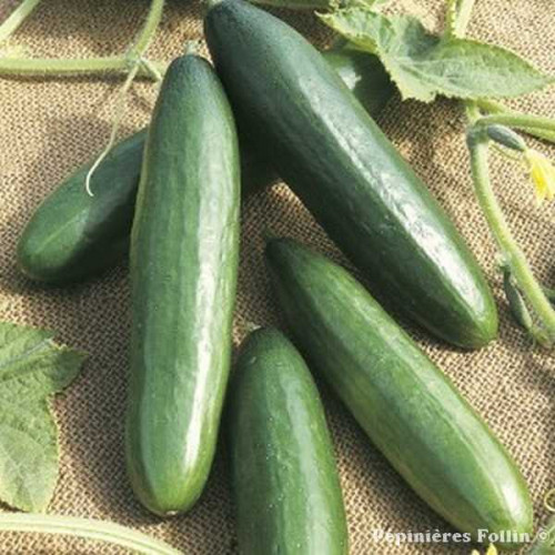 CORNICHON