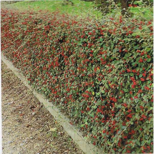 COTONEASTER Franchet