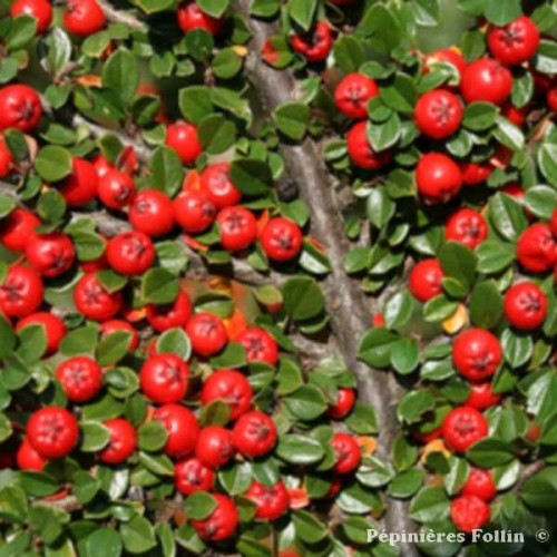 COTONEASTER Horizontal