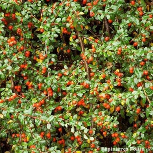 COTONEASTER Skogholm